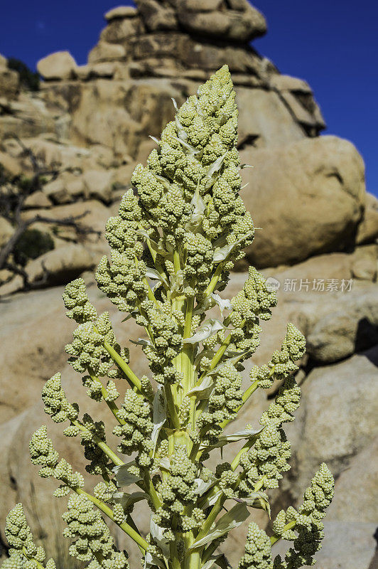 Nolina parryi, Parry Nolina，在加州约书亚树国家公园被发现。Asparagaceae。